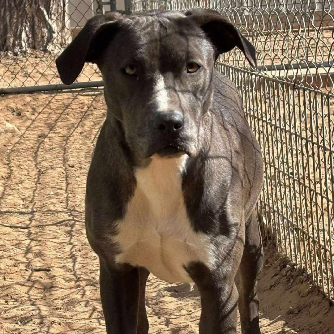 Stella, a Adopted Mixed Breed in Sentinel, OK image 1/4