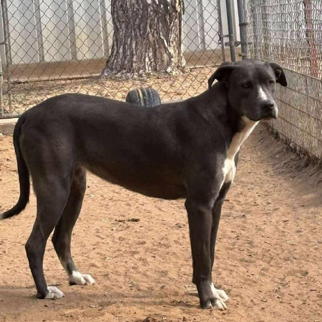 Stella, a Adopted Mixed Breed in Sentinel, OK image 2/4