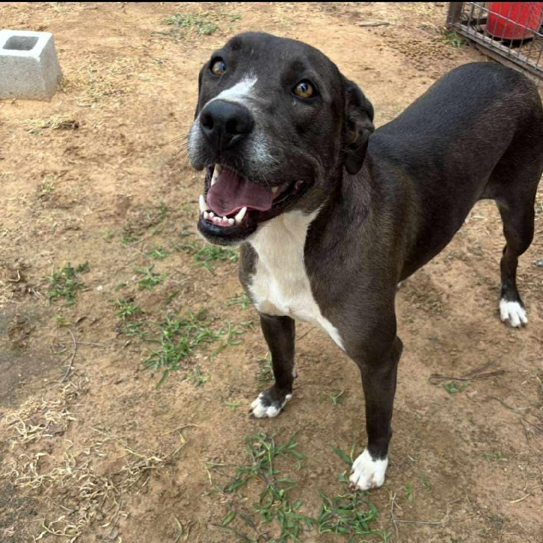 Stella, a Adopted Mixed Breed in Sentinel, OK image 3/4