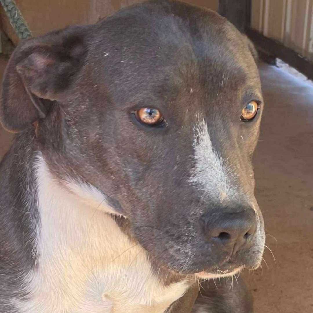 Stella, a Adopted Mixed Breed in Sentinel, OK image 4/4