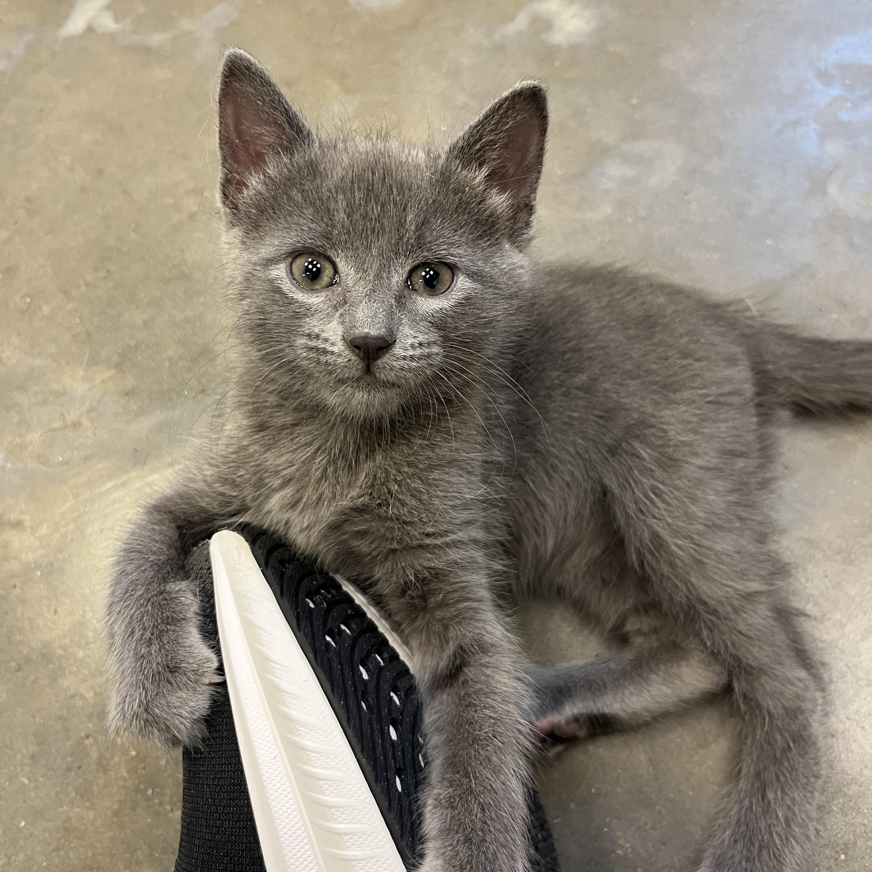 Anchovy, an adopted Domestic Short Hair in Salisbury, NC image 1/6