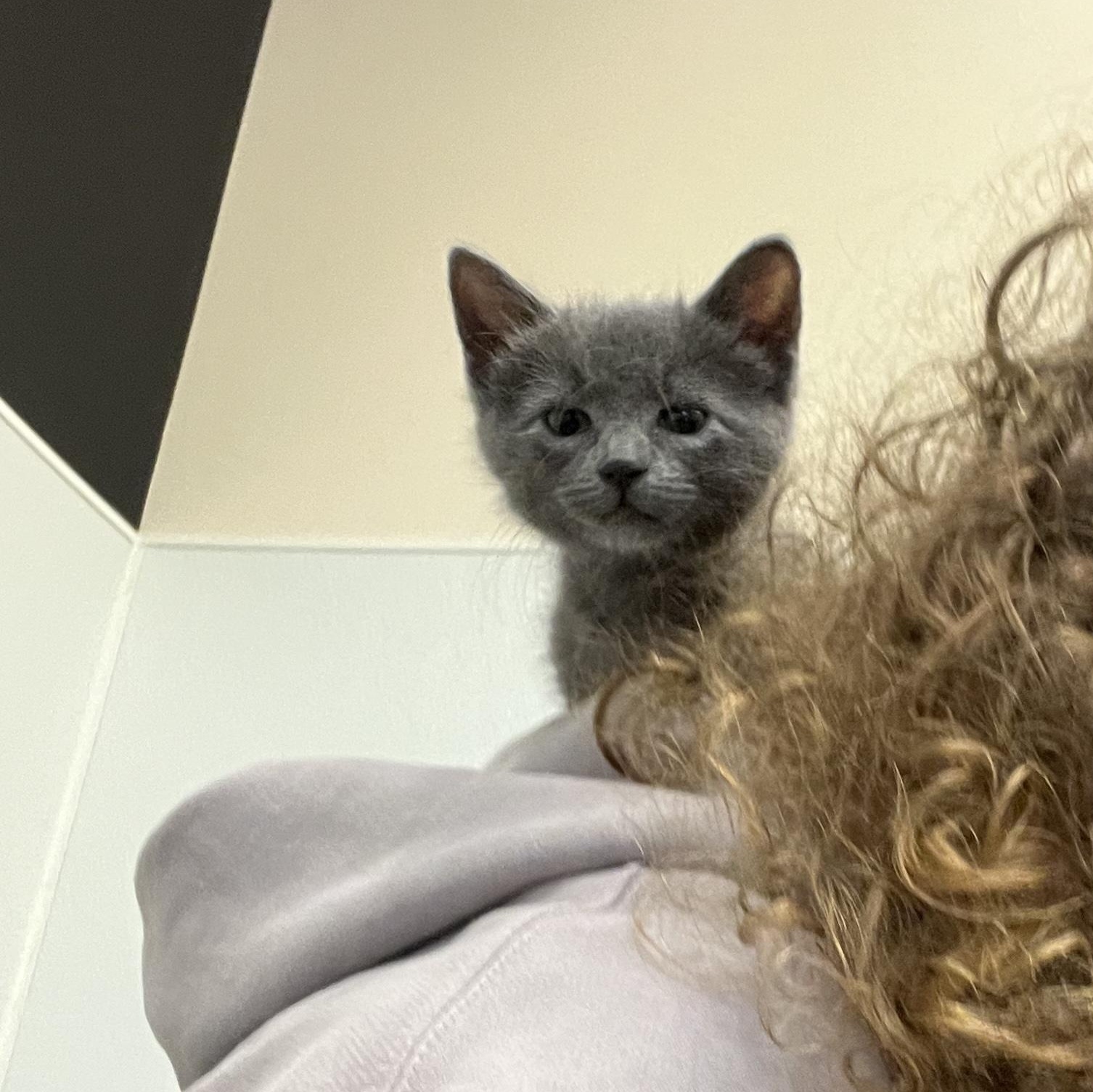 Anchovy, an adopted Domestic Short Hair in Salisbury, NC image 4/6