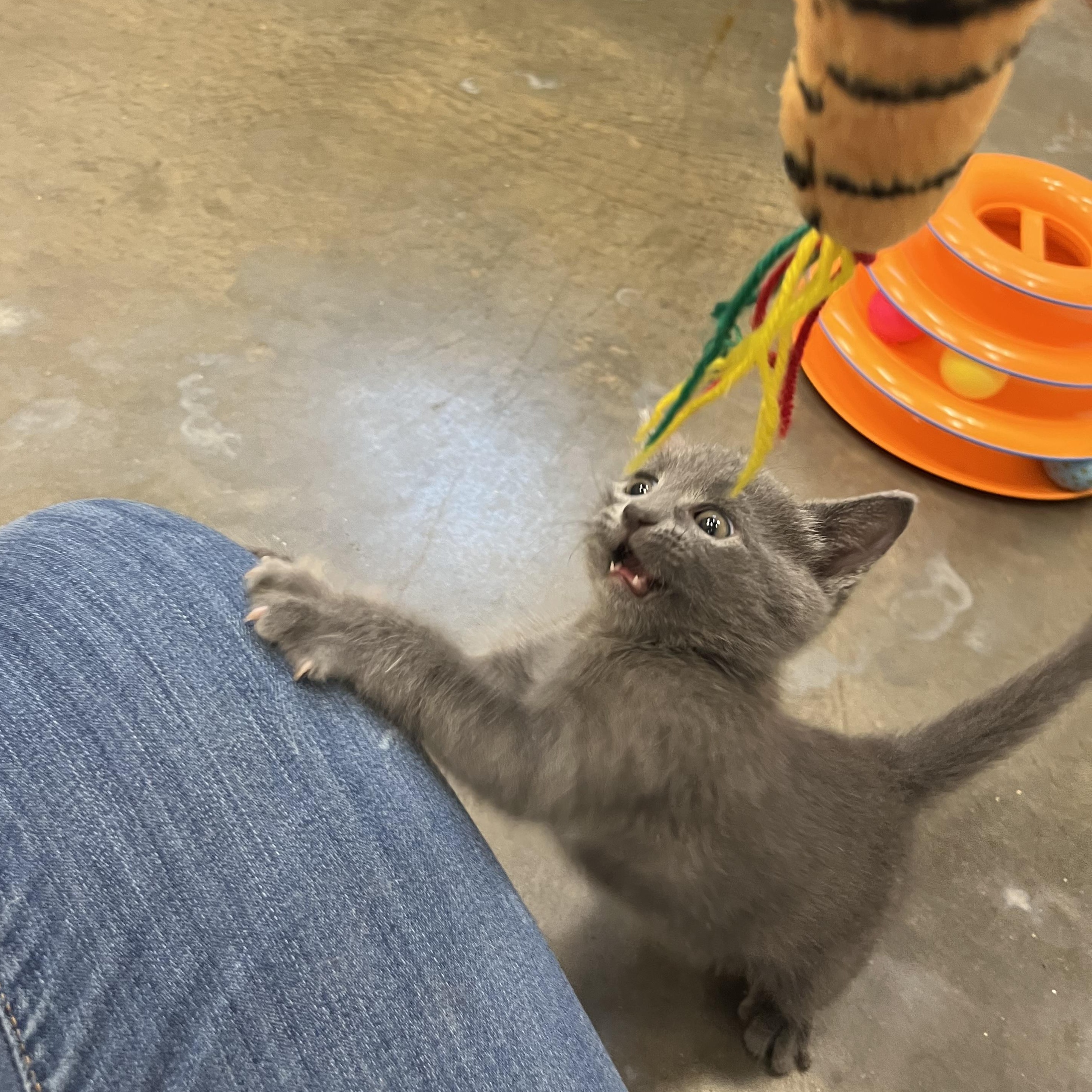 Anchovy, an adopted Domestic Short Hair in Salisbury, NC image 2/6
