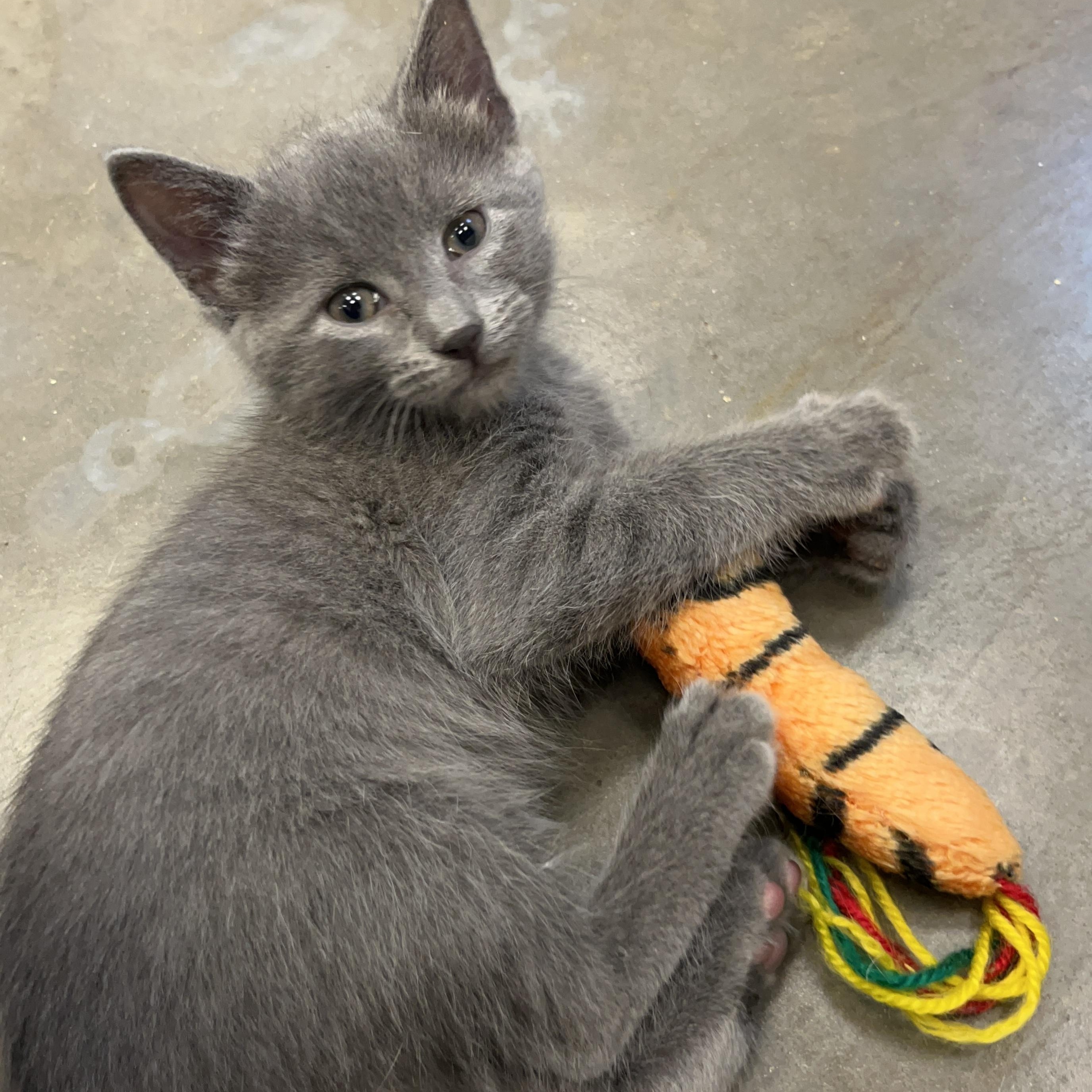 Anchovy, an adopted Domestic Short Hair in Salisbury, NC image 3/6