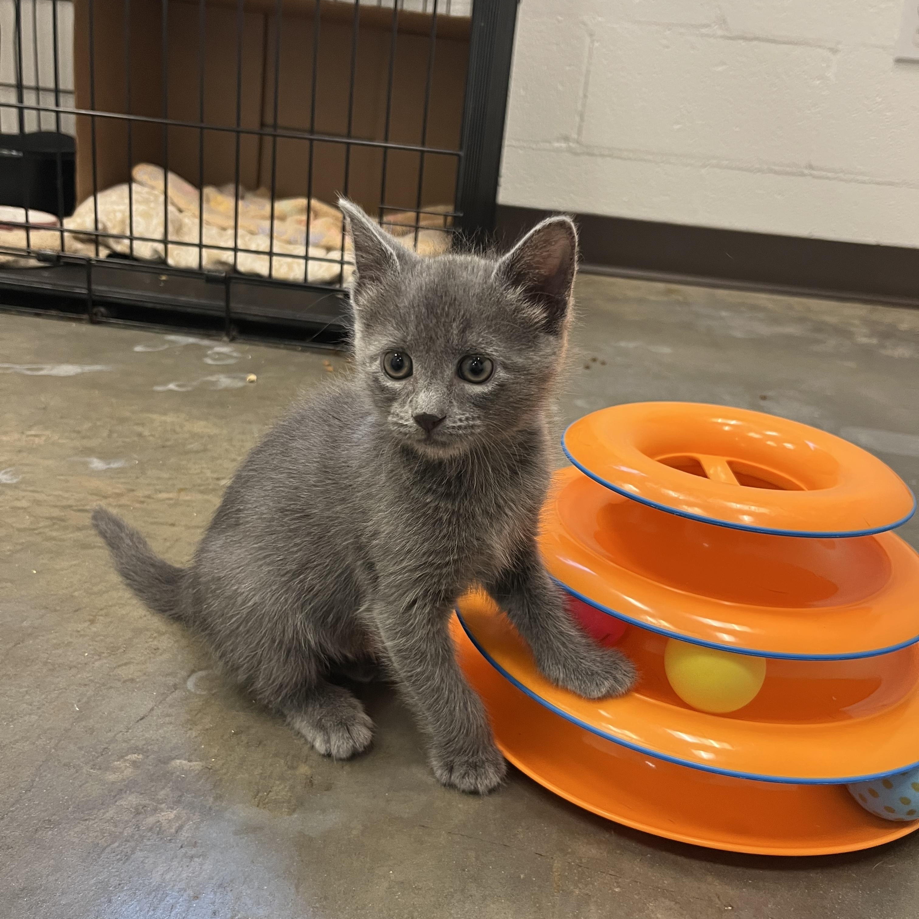 Anchovy, an adopted Domestic Short Hair in Salisbury, NC image 5/6