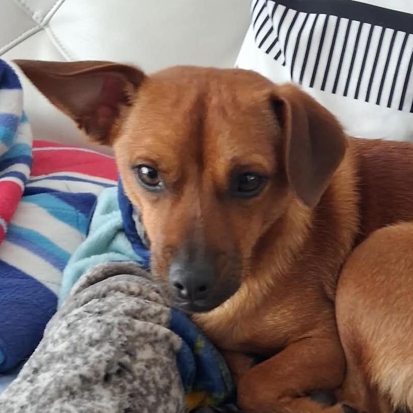 Barney, a ADOPTABLE mixed breed in Calgary, AB image 5/6