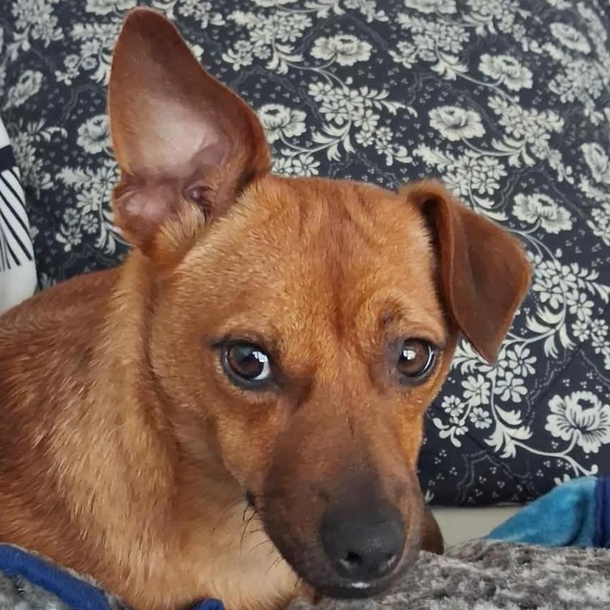 Barney, a ADOPTABLE mixed breed in Calgary, AB image 2/6
