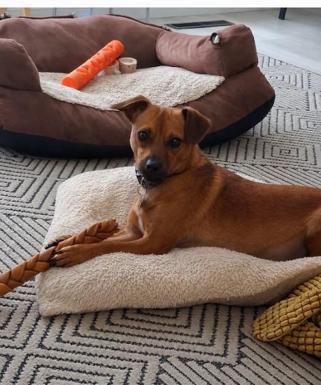 Barney, ADOPTABLE, Adult Male Chihuahua.