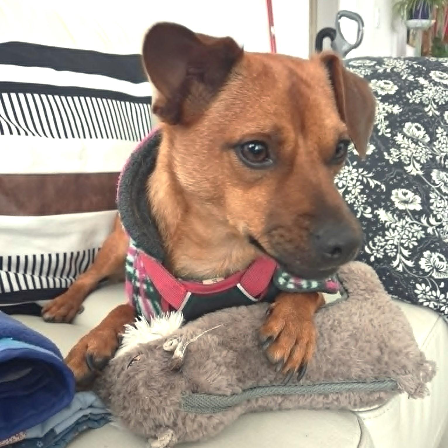 Barney, a ADOPTABLE mixed breed in Calgary, AB image 4/6