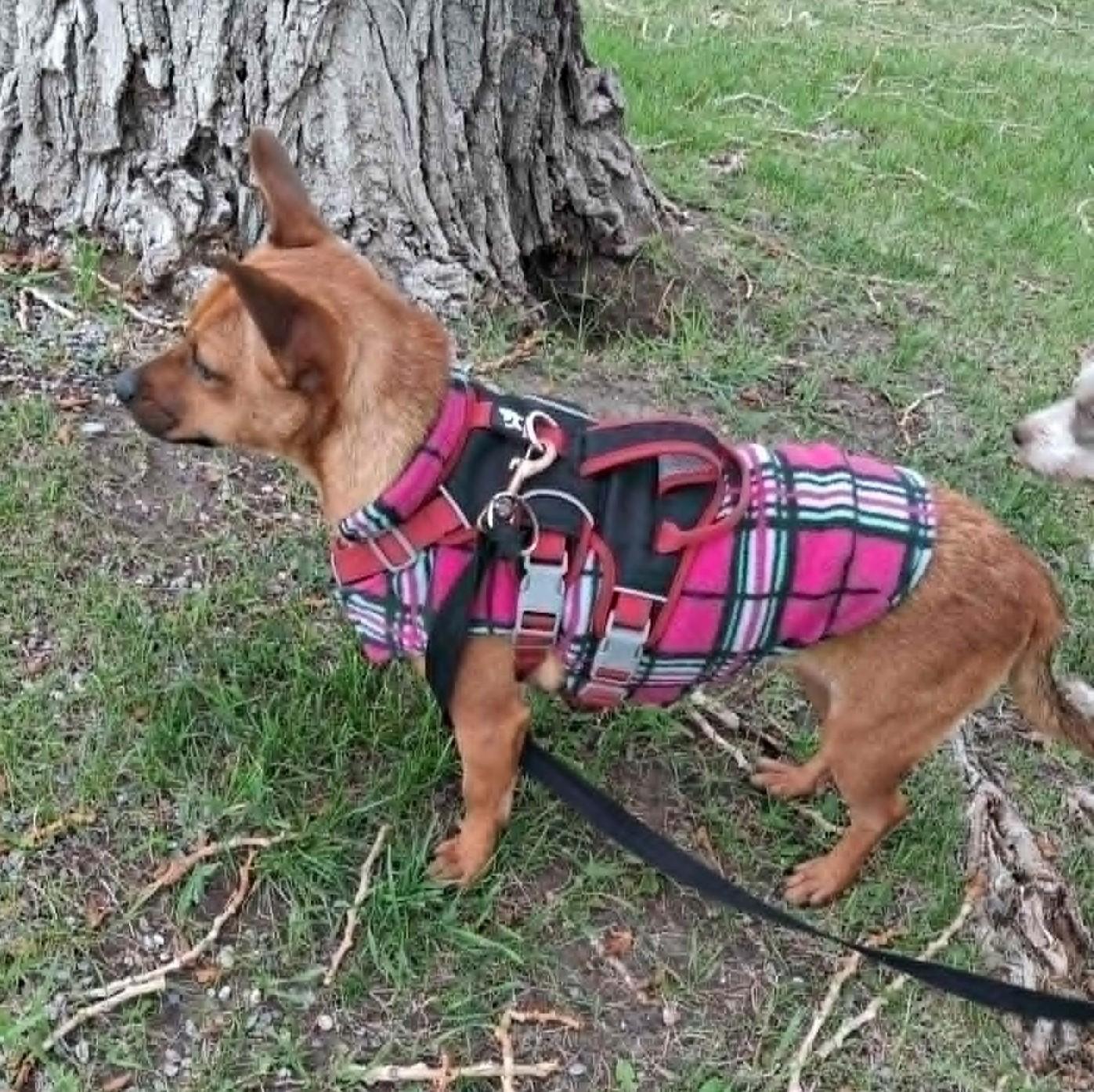 Barney, a ADOPTABLE mixed breed in Calgary, AB image 3/6