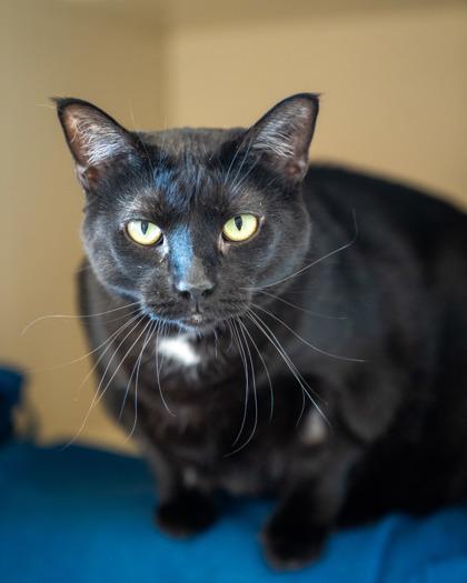 Bessie, Adoptable, Kitten Female Domestic Short Hair & Domestic Short Hair.