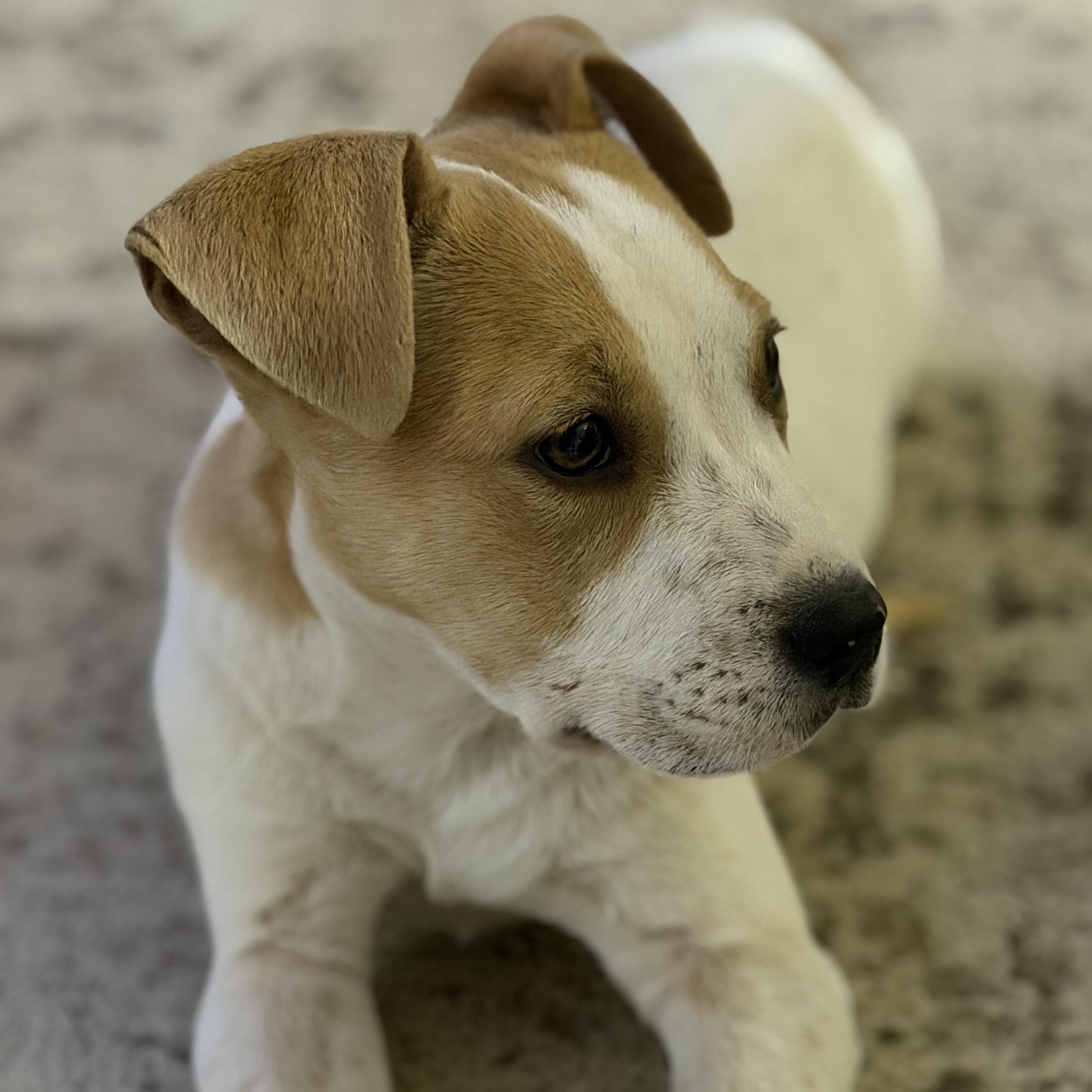 Enlarge Odie, a Adoptable mixed breed in Bloomington, IL image 5/5