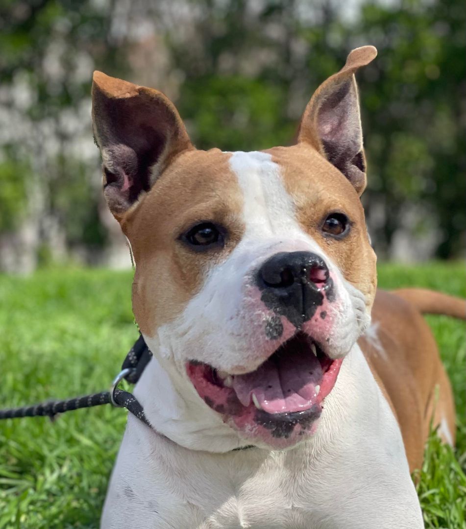 Uncle Rico KF, Adult Male Pit Bull Terrier