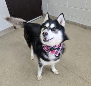 Enlarge Roxie J., an adopted Siberian Husky in Bucyrus, OH image 3/5