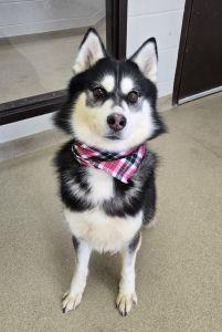 Roxie J., adopted, Adult Female Siberian Husky.