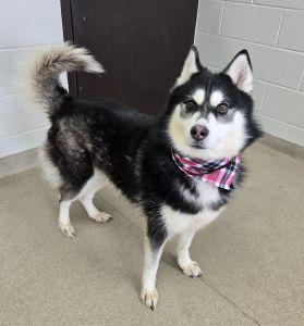 Enlarge Roxie J., an adopted Siberian Husky in Bucyrus, OH image 2/5
