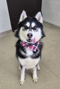 Enlarge Roxie J., an adopted Siberian Husky in Bucyrus, OH image 5/5