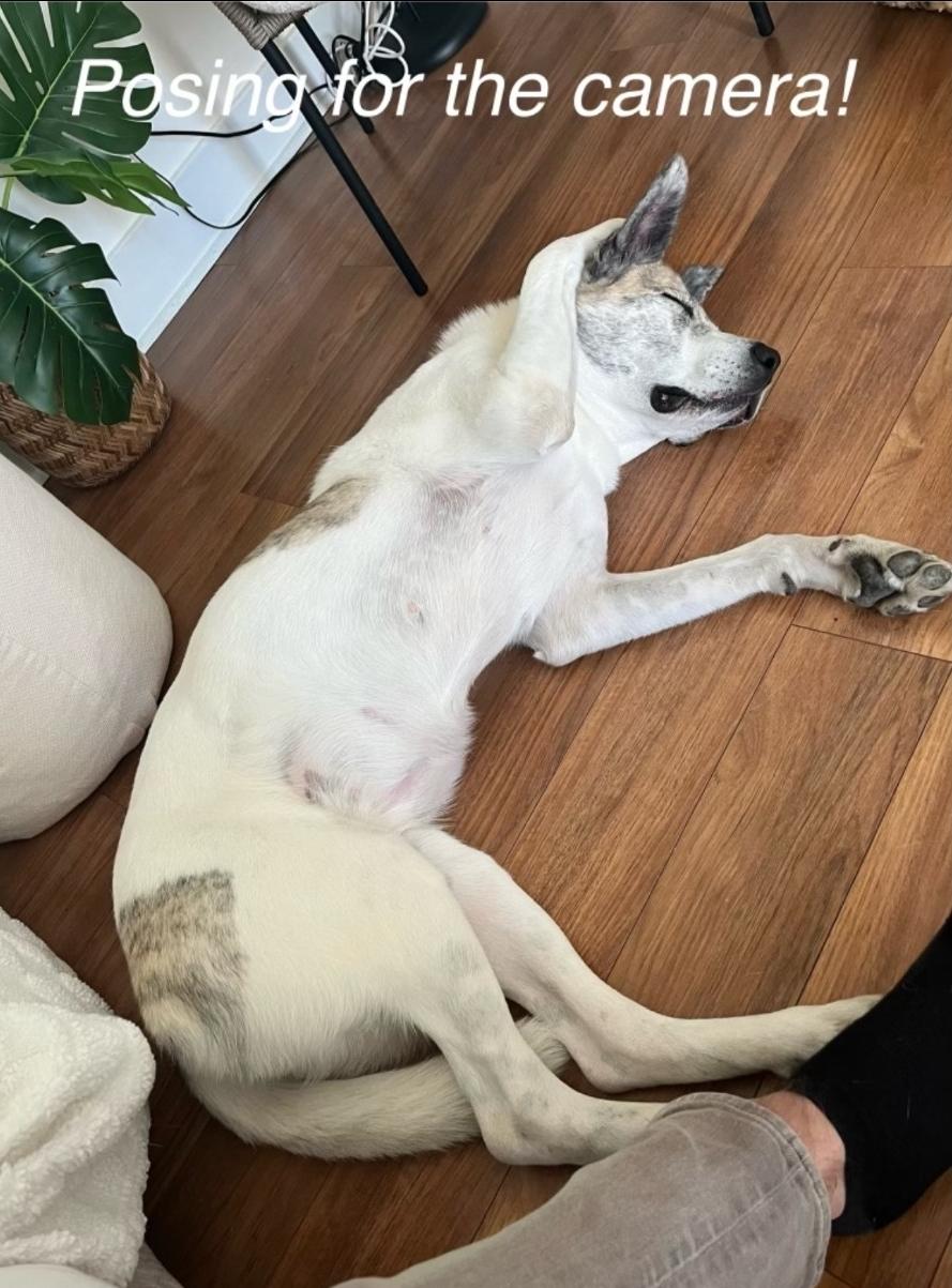 Poser (Posey), a Adoptable mixed breed in Winnipeg, MB image 2/6