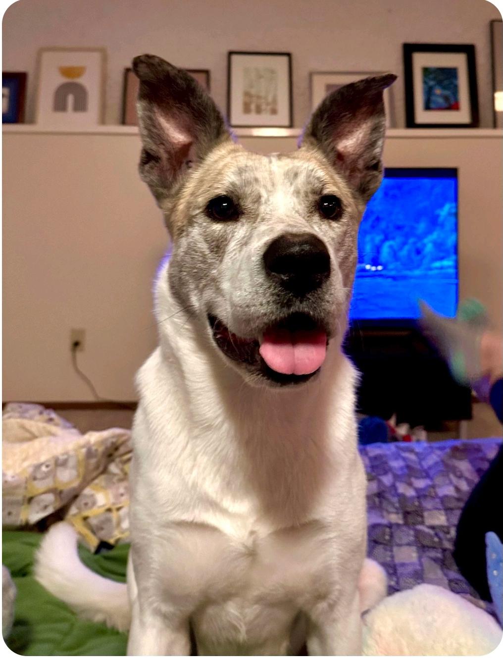 Poser (Posey), a Adoptable mixed breed in Winnipeg, MB image 3/6