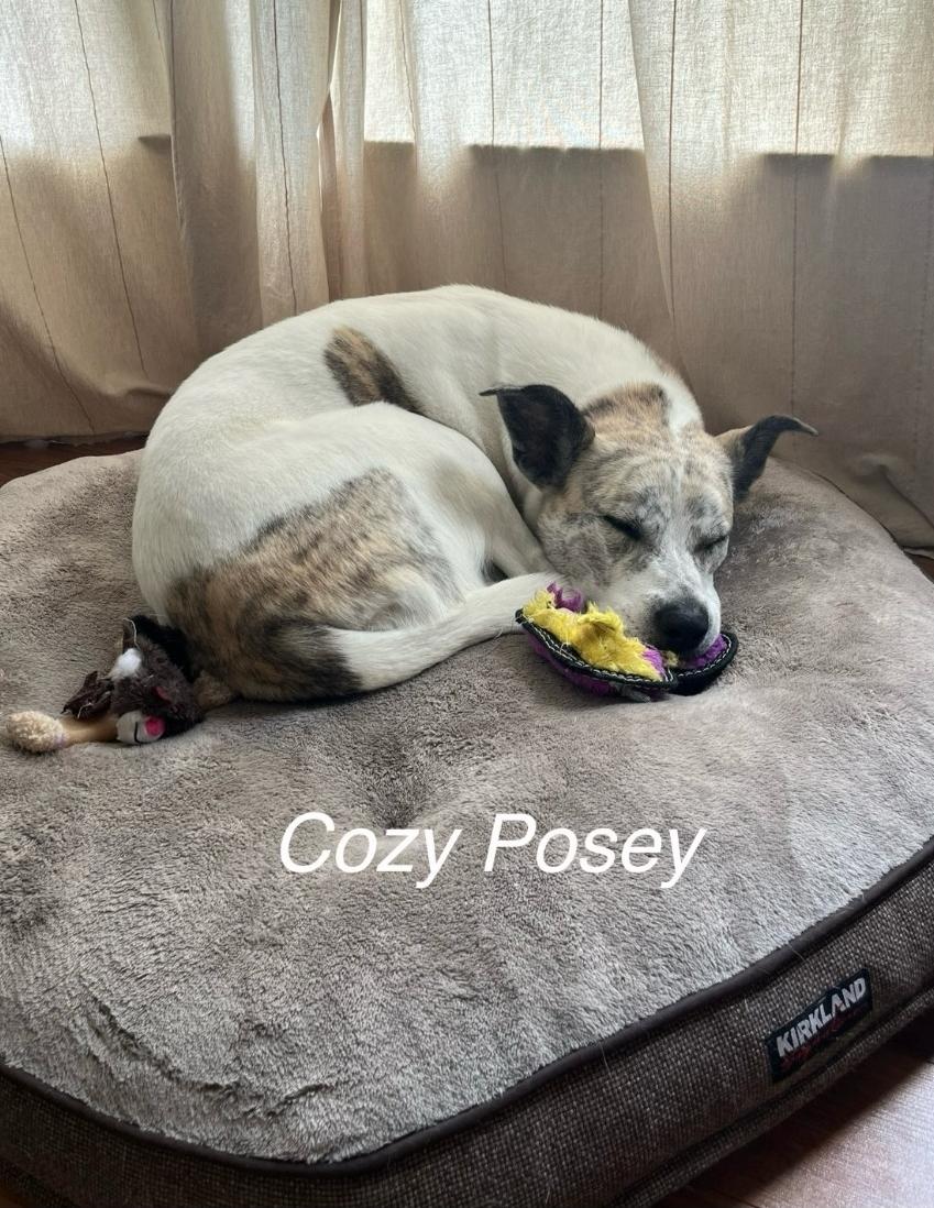 Poser (Posey), Adoptable, Adult Female Mixed Breed.
