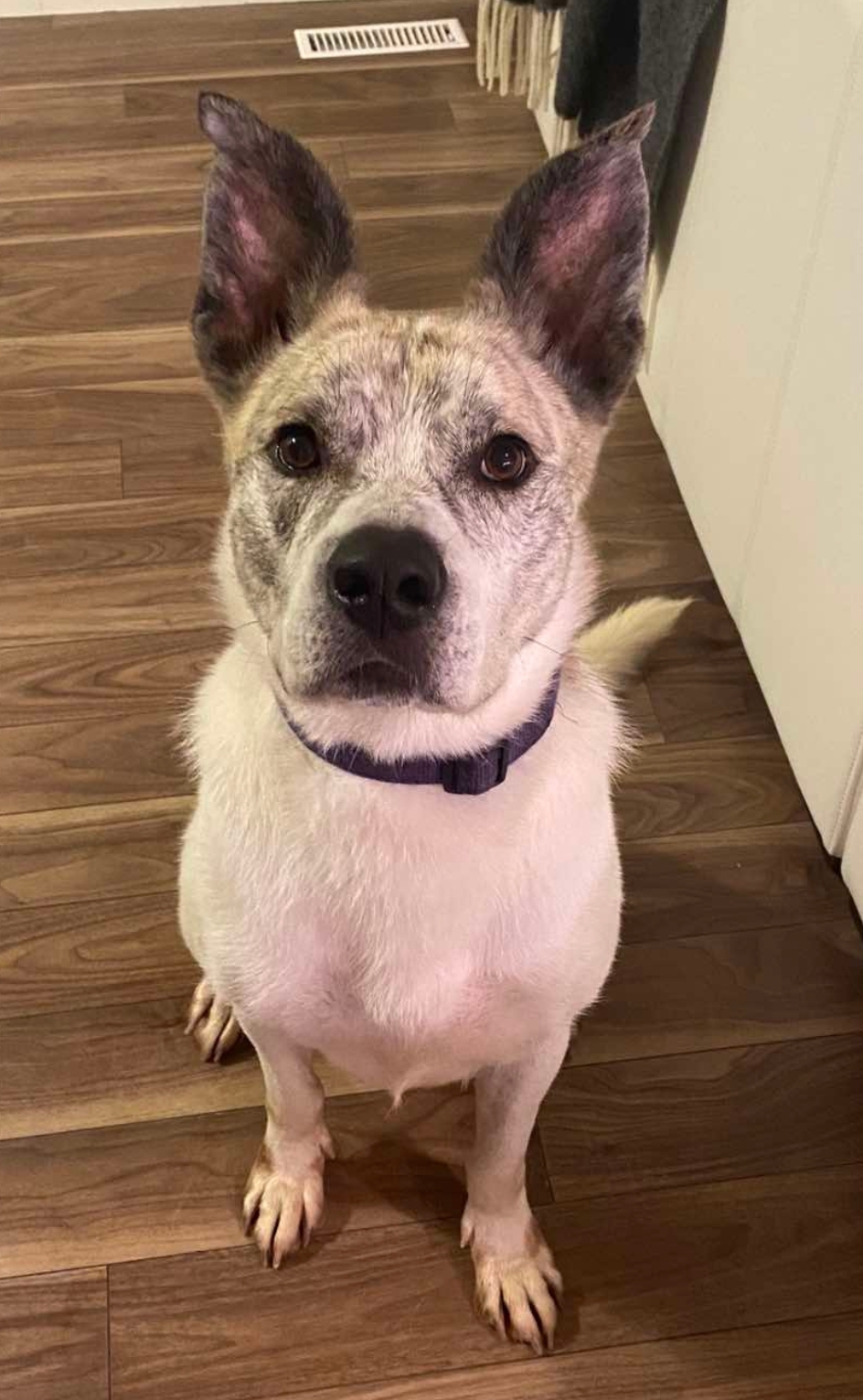 Poser (Posey), a Adoptable mixed breed in Winnipeg, MB image 5/6