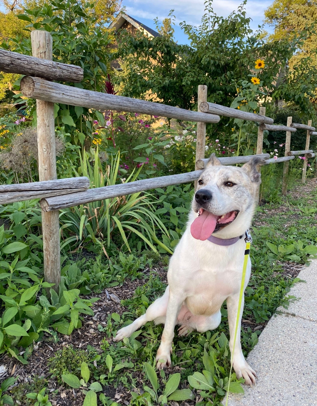 Poser (Posey), a Adoptable mixed breed in Winnipeg, MB image 6/6
