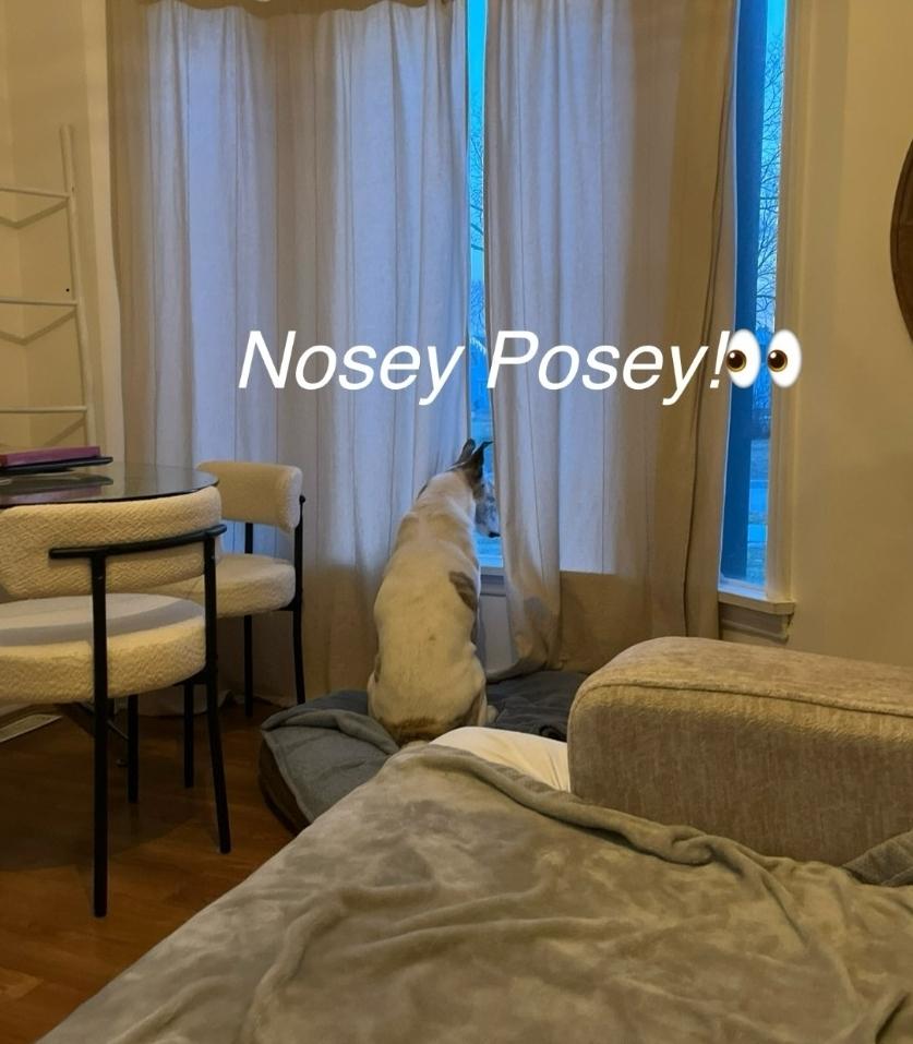 Poser (Posey), a Adoptable mixed breed in Winnipeg, MB image 4/6