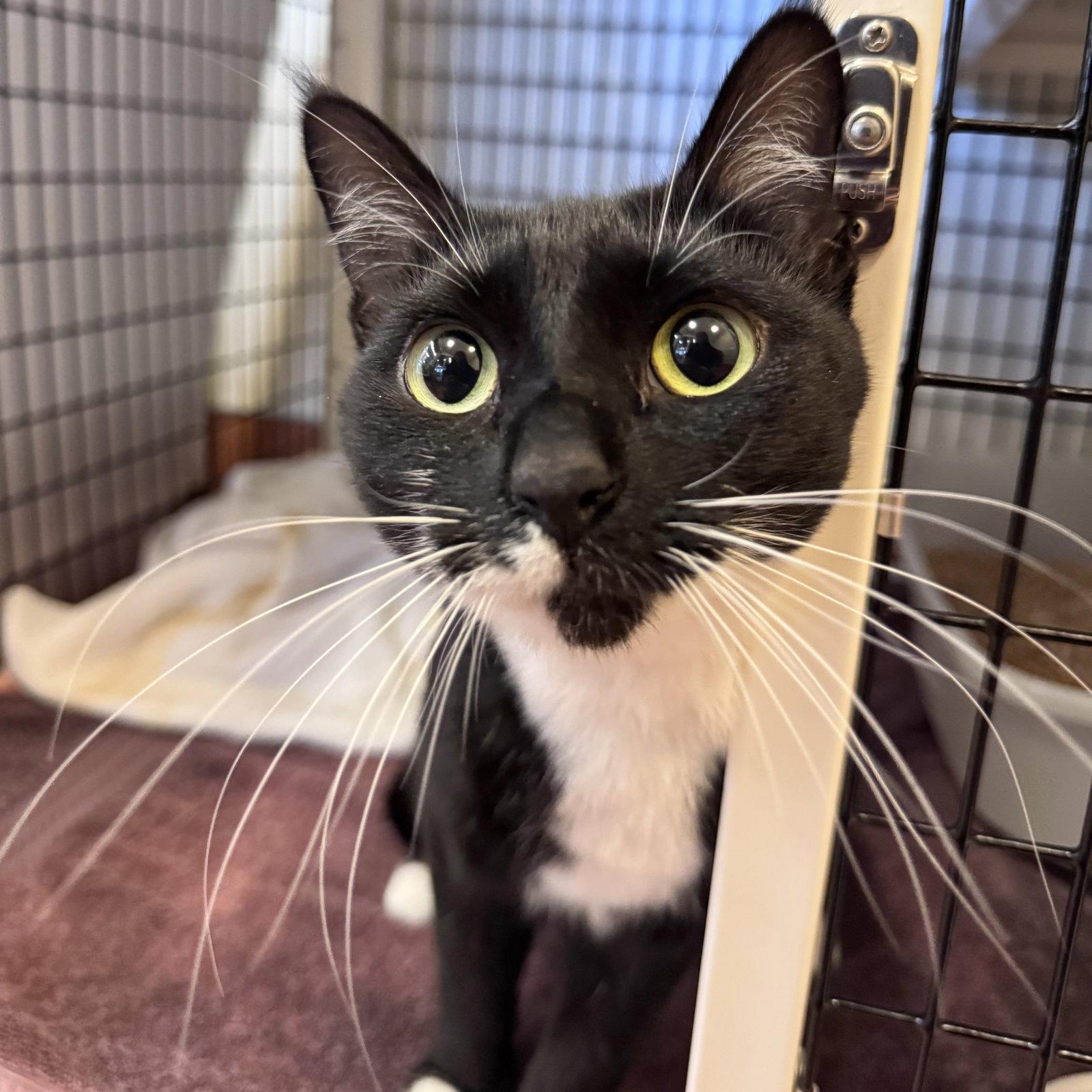 Raven, Adoptable, Adult Female Domestic Short Hair.