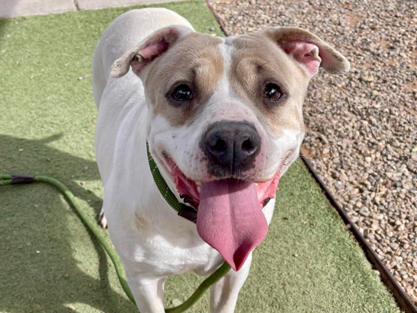MAGGIE, Adoptable, Adult Female Pit Bull Terrier & Mixed Breed.