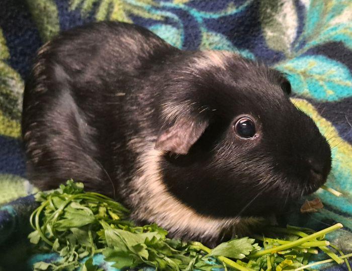 Enlarge Pearl, a Adoptable Short-Haired in Gary, IN image 3/3