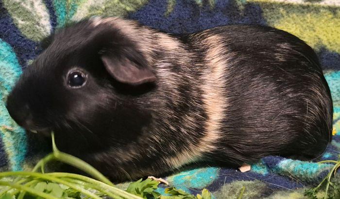 Enlarge Pearl, a Adoptable Short-Haired in Gary, IN image 2/3