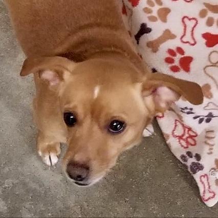 Enlarge Ollie 4748 D, a Adoptable mixed breed in Frankfort, KY image 1/6