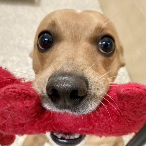 Enlarge Ollie 4748 D, a Adoptable mixed breed in Frankfort, KY image 2/6