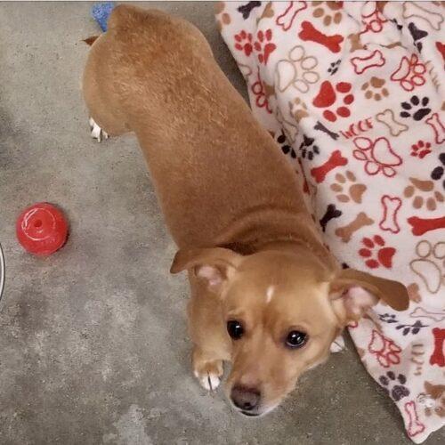Enlarge Ollie 4748 D, a Adoptable mixed breed in Frankfort, KY image 3/6