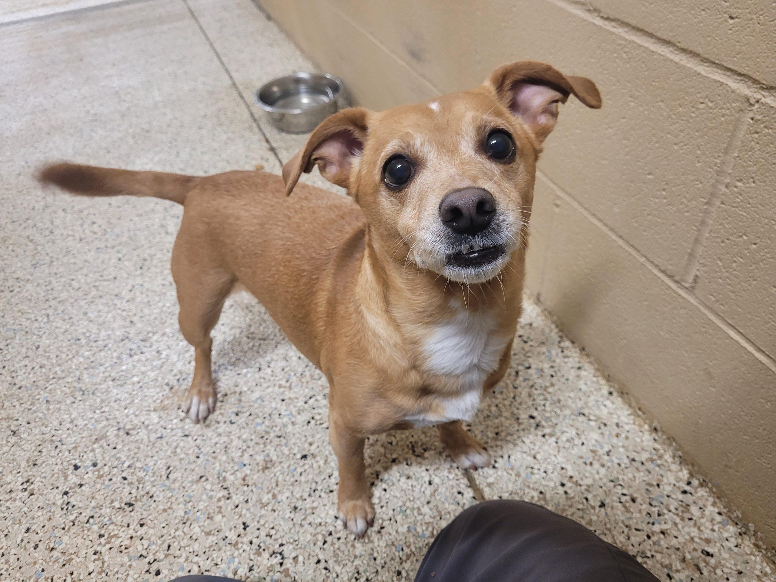 Enlarge Ollie 4748 D, a Adoptable mixed breed in Frankfort, KY image 4/6