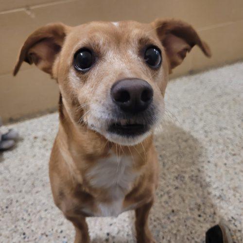 Enlarge Ollie 4748 D, a Adoptable mixed breed in Frankfort, KY image 5/6