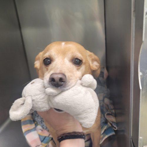 Enlarge Ollie 4748 D, a Adoptable mixed breed in Frankfort, KY image 6/6