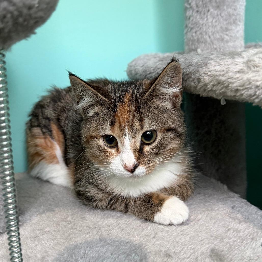Morita, a Adoptable Domestic Short Hair in Marion, VA image 1/3