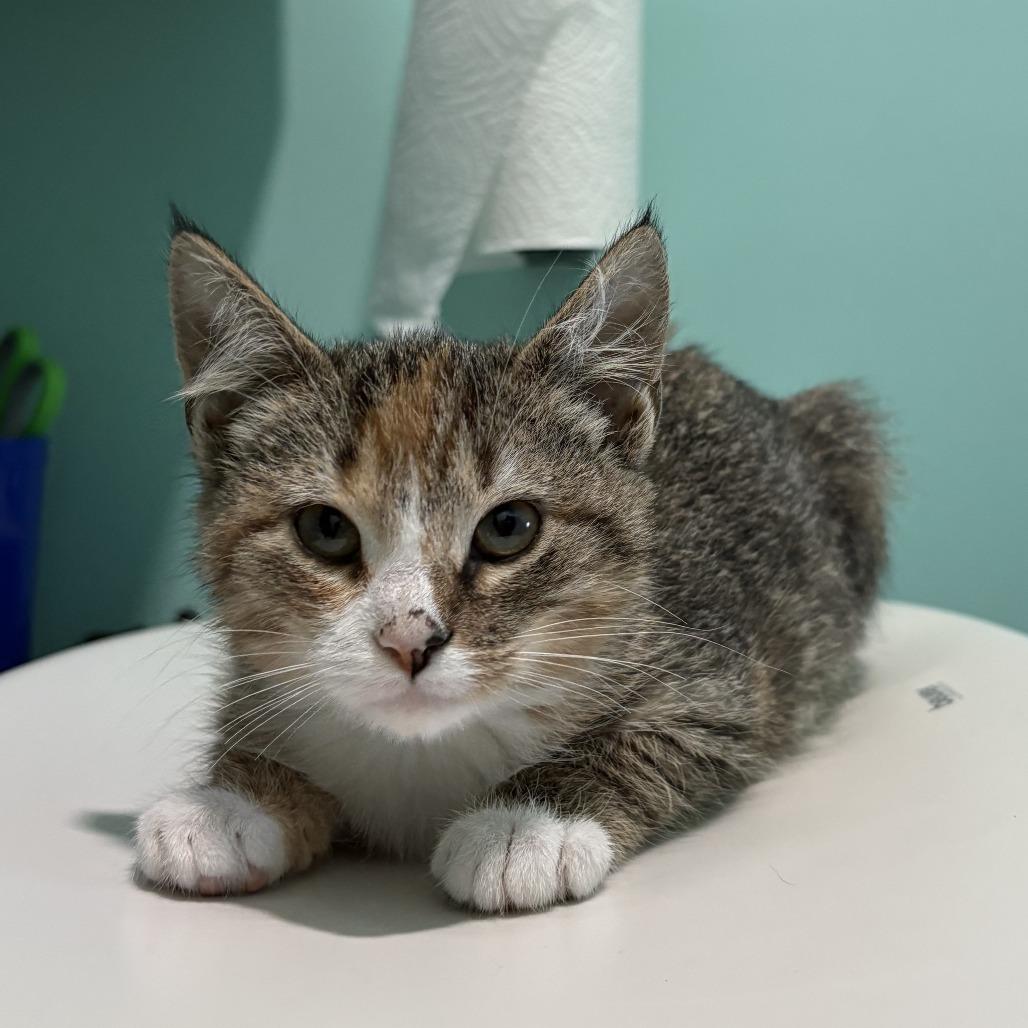 Morita, a Adoptable Domestic Short Hair in Marion, VA image 2/3