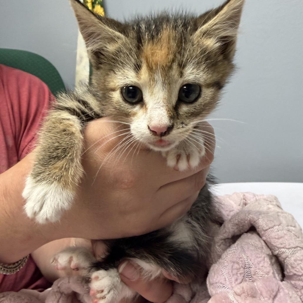 Morita, a Adoptable Domestic Short Hair in Marion, VA image 3/3