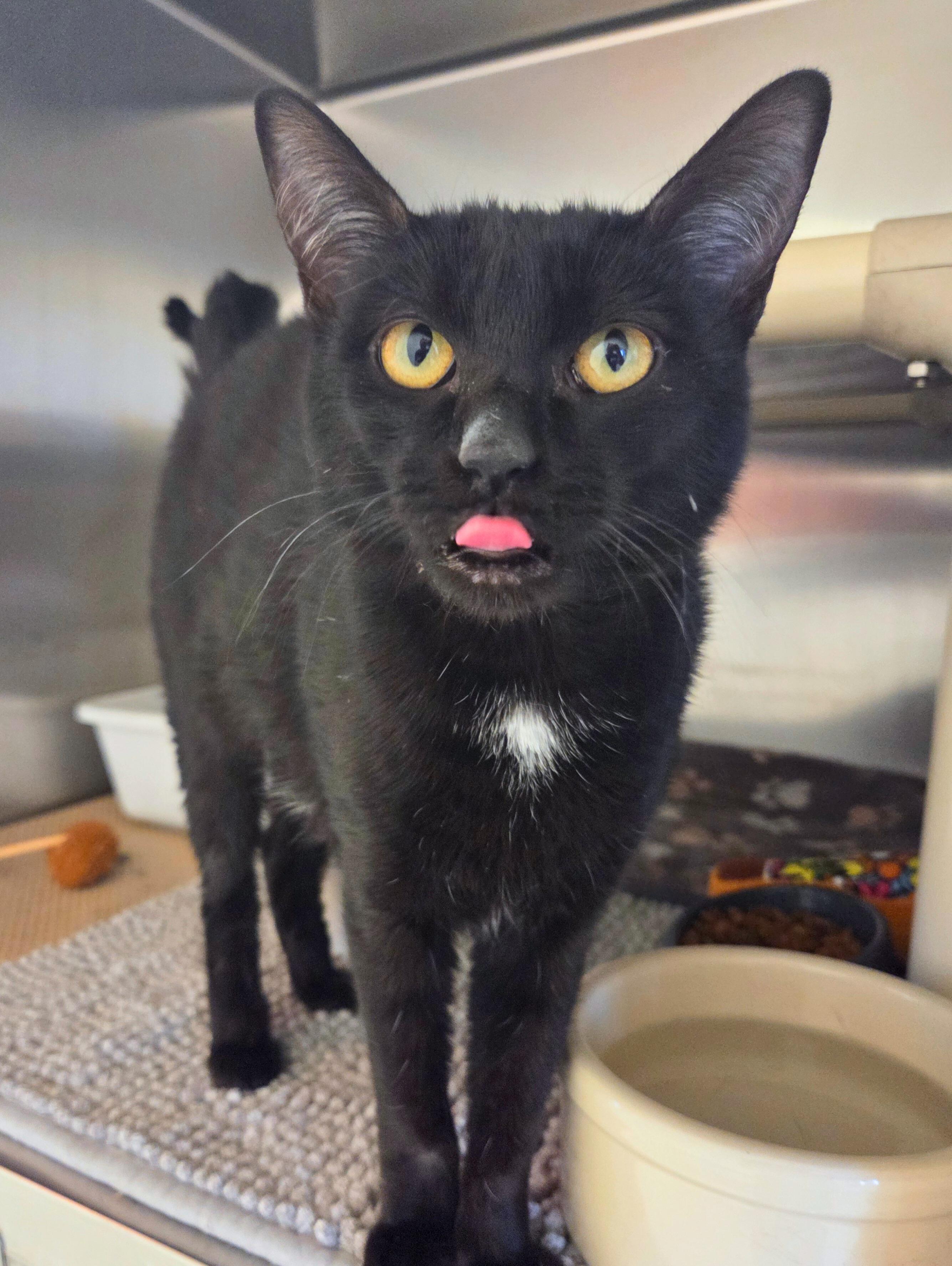 Enlarge Peppercorn, a ADOPTABLE Domestic Short Hair in Nevada, IA image 4/4