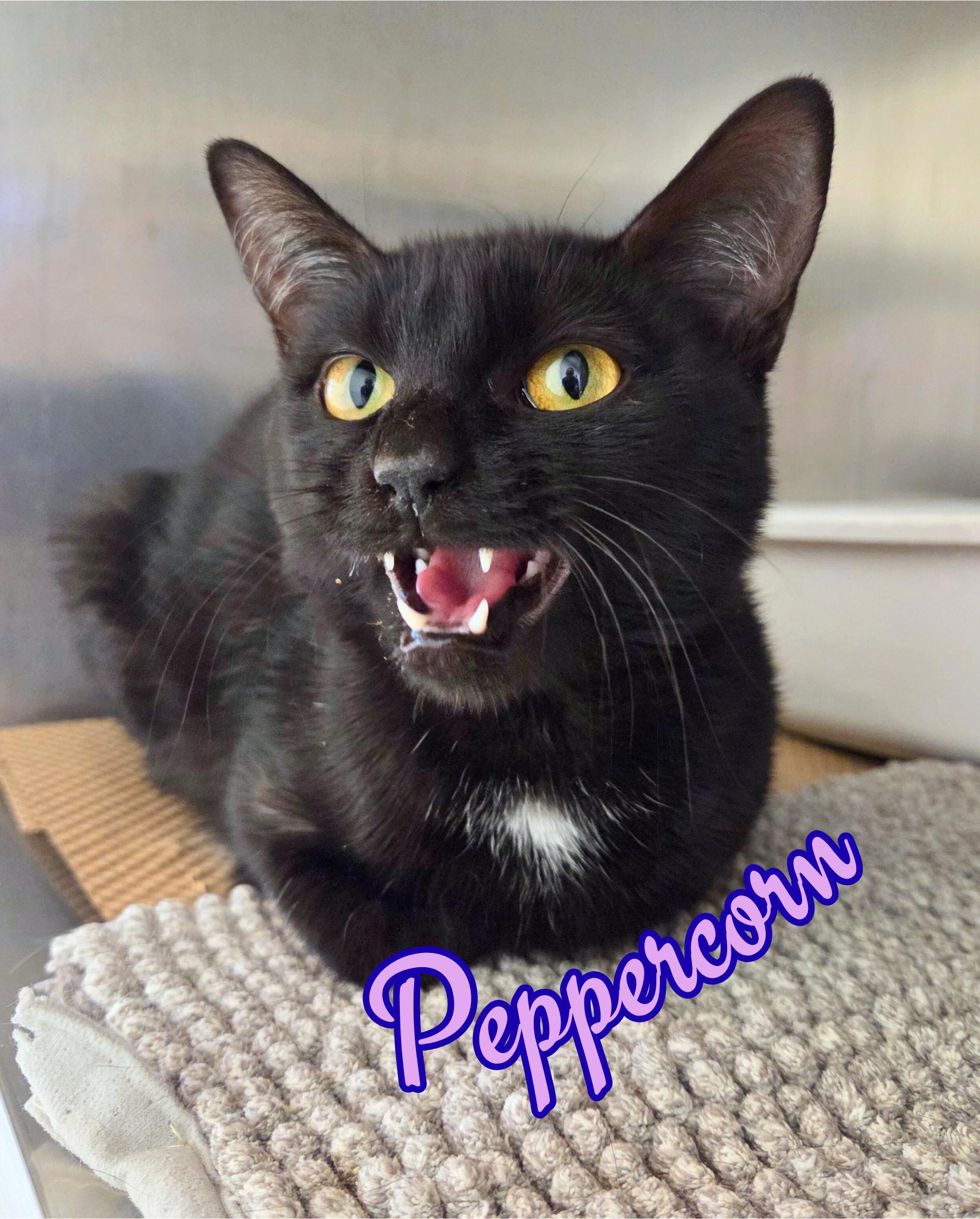 Peppercorn, a ADOPTABLE Domestic Short Hair in Nevada, IA image 1/3