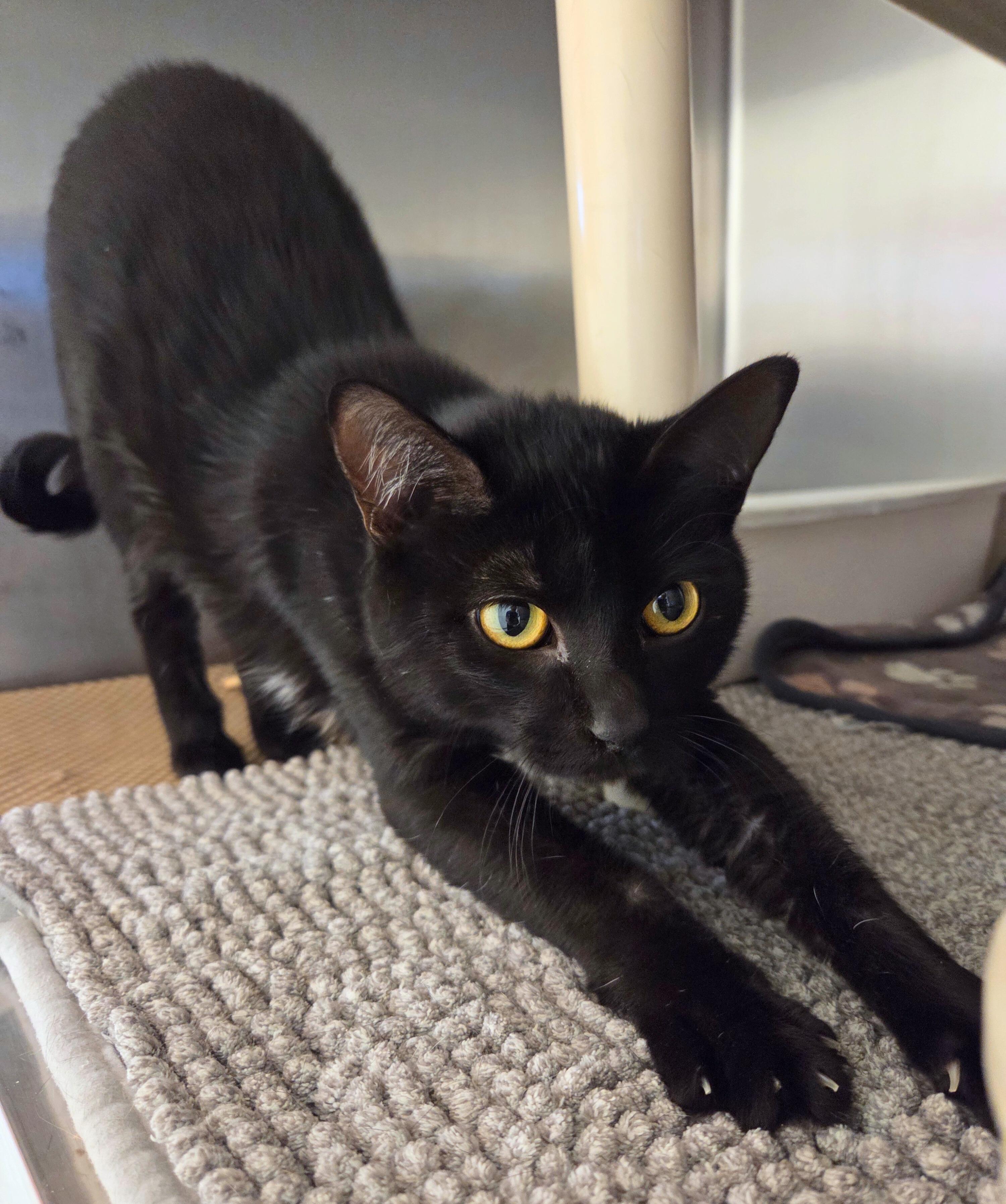 Enlarge Peppercorn, a ADOPTABLE Domestic Short Hair in Nevada, IA image 3/4