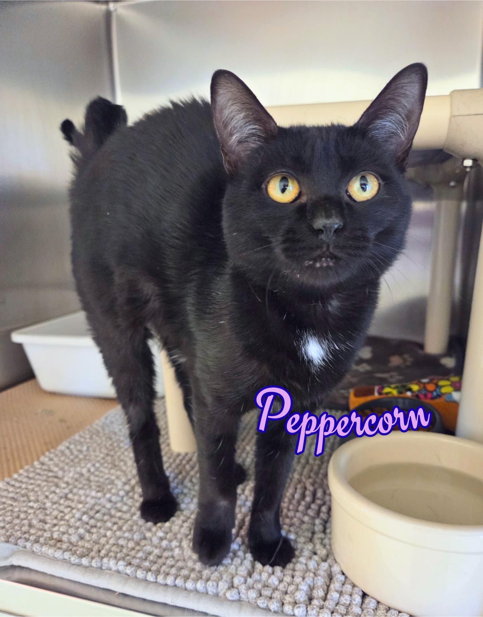 Peppercorn thumbnail 2