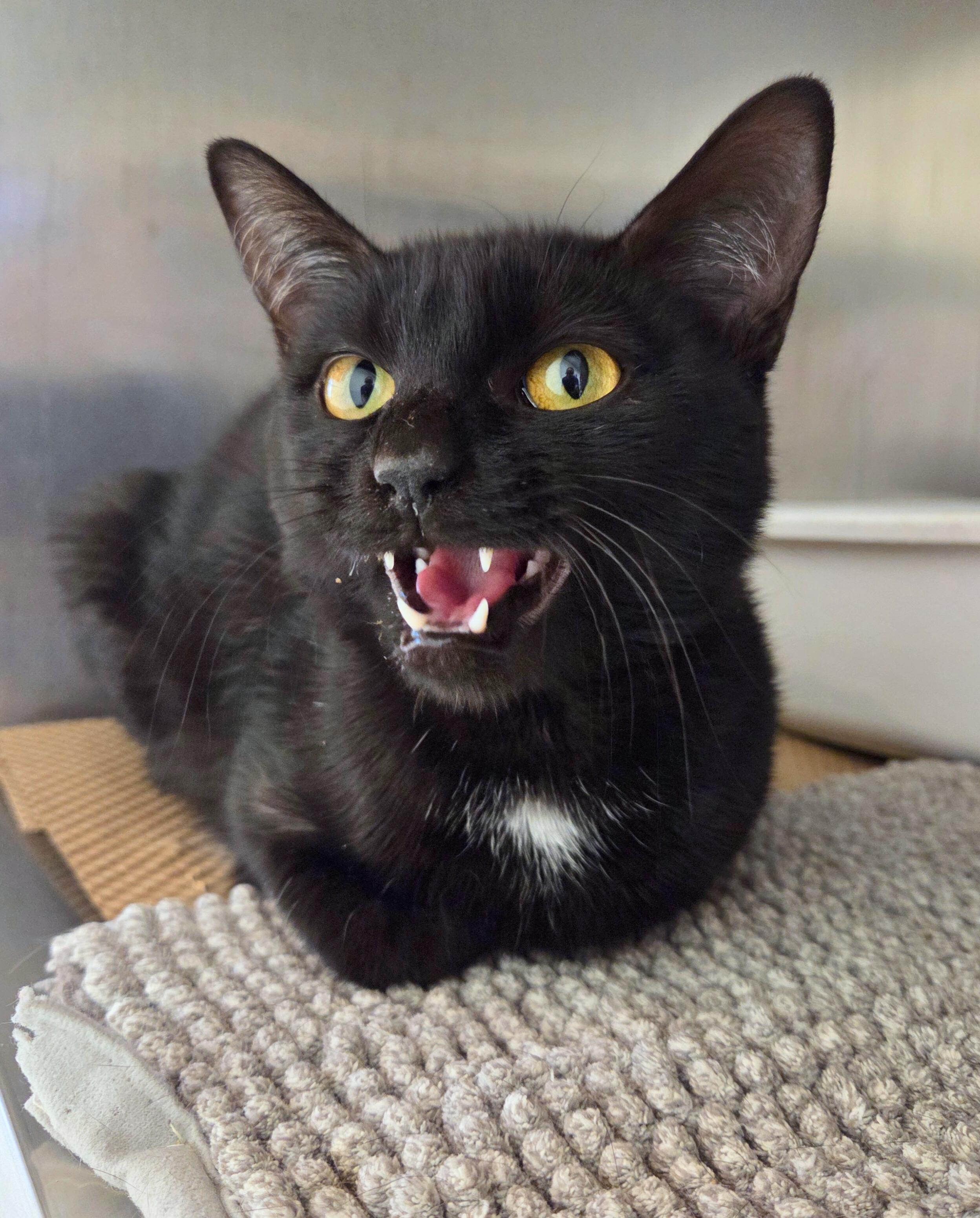 Enlarge Peppercorn, a ADOPTABLE Domestic Short Hair in Nevada, IA image 2/4