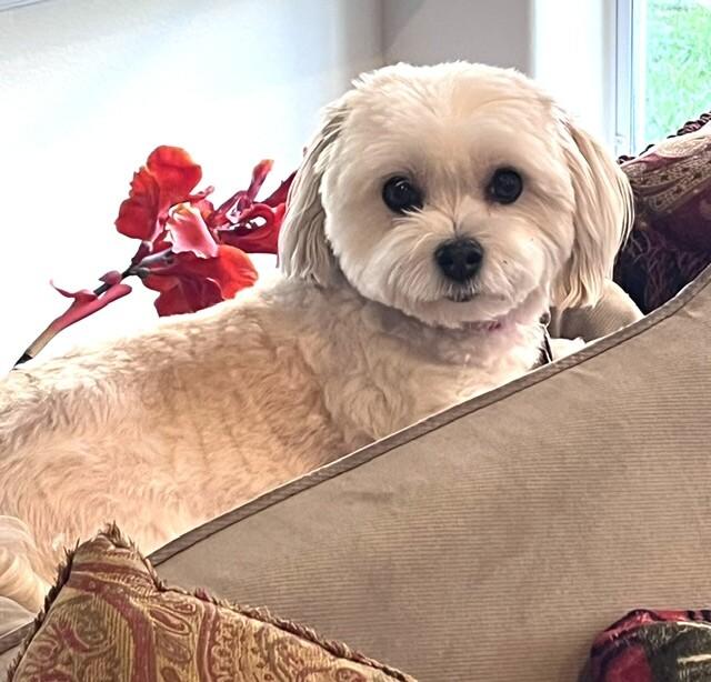 Enlarge Lucy, a Adoptable Havanese in Berkeley Heights, NJ image 1/4