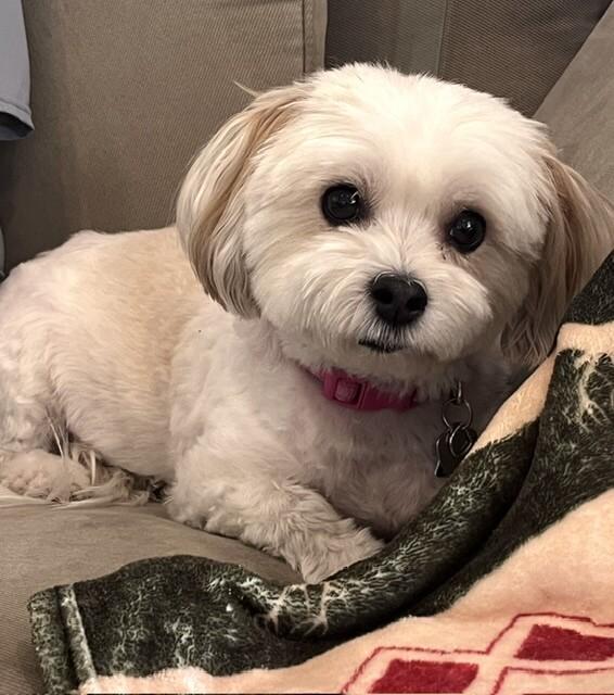 Enlarge Lucy, a Adoptable Havanese in Berkeley Heights, NJ image 2/4
