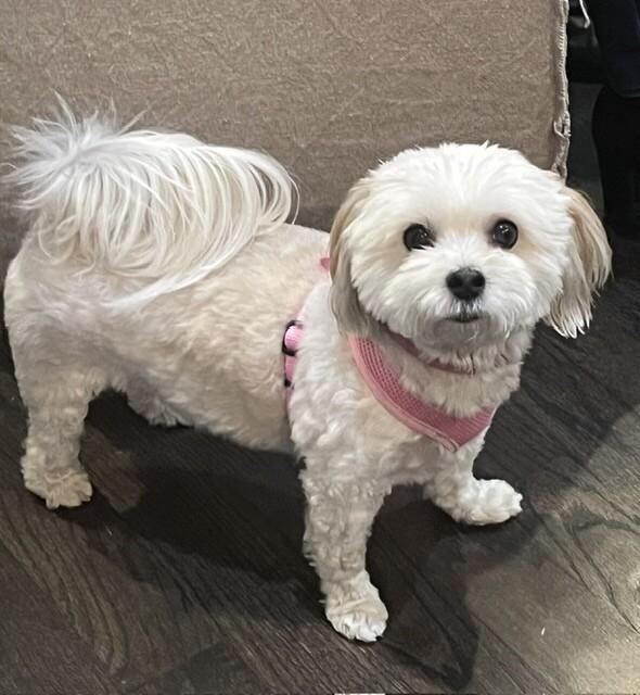 Enlarge Lucy, a Adoptable Havanese in Berkeley Heights, NJ image 3/4