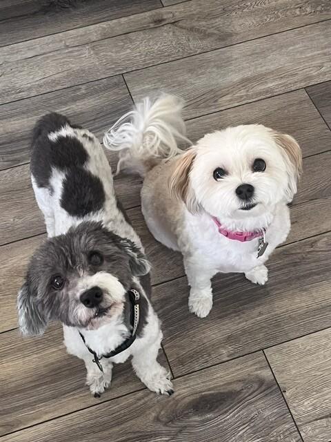 Enlarge Lucy, a Adoptable Havanese in Berkeley Heights, NJ image 4/4