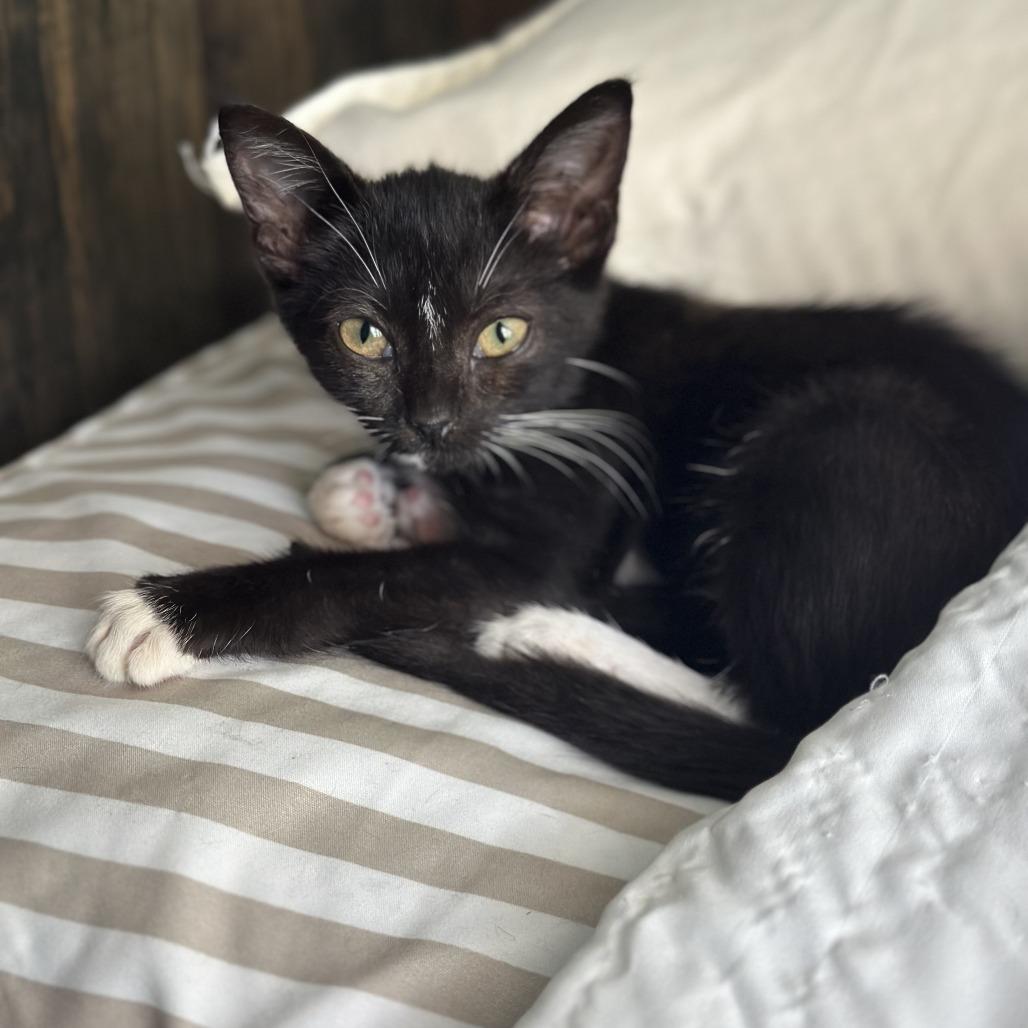 Bubbles, Adoptable, Kitten Female Domestic Short Hair.